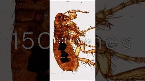 The Flea: Nature's Jumping Prodigy #shorts #education #insects #bug #flea