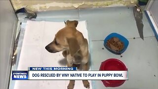 Dog rescued by Buffalo native headed to the Puppy Bowl