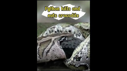 Python kills and eats crocodile #shorts