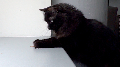 Cat displays irrational hatred of loose change