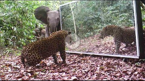 Gabon' Jungle: An Elephants Family Refuses To Share A Big Mirror With A Leopard,VIRAL,