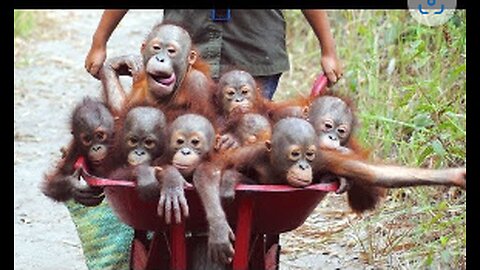 Orangutan - Funny Orangutans And Cute Orangutan Videos || NEW