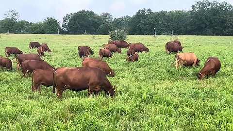 Cattle drive to recovered farm in a severe drought.