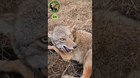 Even Meaner Gypsy Coyote #outdoors #trapping #viral #33
