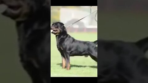 American rottweiler dog, Funny cute pets lovers #shorts #youtubeshorts #ytshorts #rottweiler