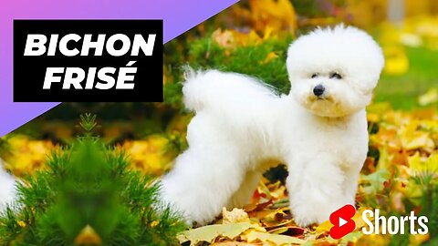 Bichon Frisé 🐶 One Of The Smallest Dog Breeds In The World #shorts