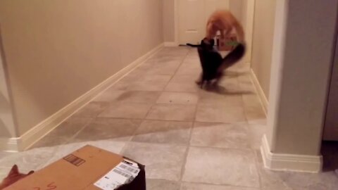 Kung fu feline fighters show off their epic moves
