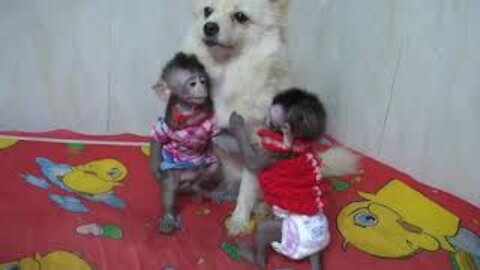 😂🤣😜two monkey babies playing with dog very patient dog🤣😂😜