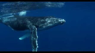 Ce baleineau joueur danse pour la caméra