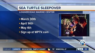 'Sea Turtle Sleepover' events scheduled at Loggerhead Marinelife Center