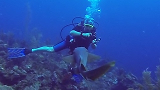 Nurse sharks: Adorable puppies of the deep