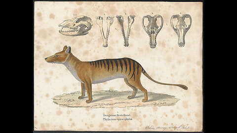 Thylacine or Tasmanian Tiger