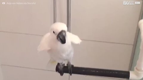 Questo cacatua adora fare la doccia