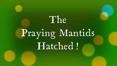 Praying Mantids Hatch on Mothers Day! :)