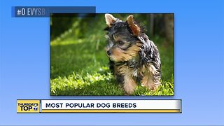 Top 7 most popular dog breeds