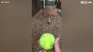 Cão não gosta nada de apanhar bolas