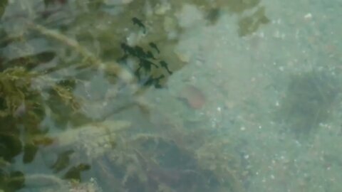 Flock of black tadpoles swimming in a gray green muddy shallow pond8