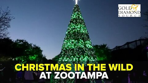 Have fun with animals with Christmas in the Wild at ZooTampa | Taste and See Tampa Bay
