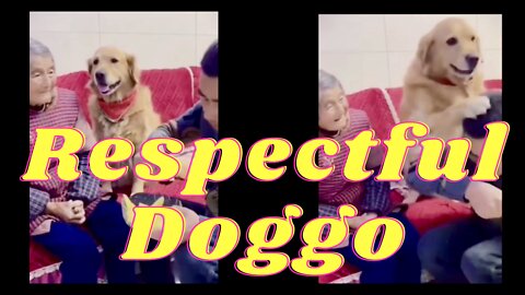 Doggo knows what is Respect