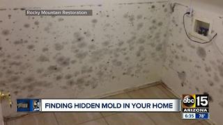 How to search for hidden mold in your home