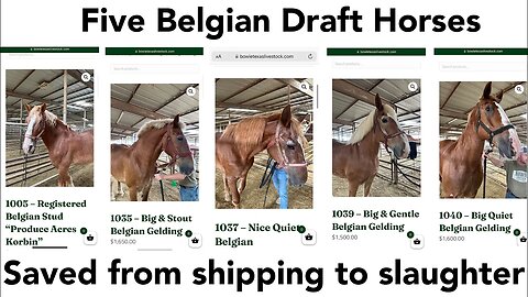 Produce Acres Korbin-registered Belgian Draft Horse and four others saved from shipping to slaughter