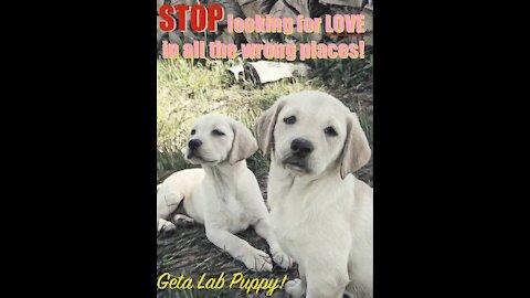 NO MORE BROKEN HEARTS - HUNTERS CREEK RETRIEVERS CHAMPIONSHIP LAB PUPPIES!