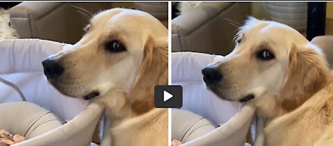 Golden Retriever ecstatic over new puppy addition