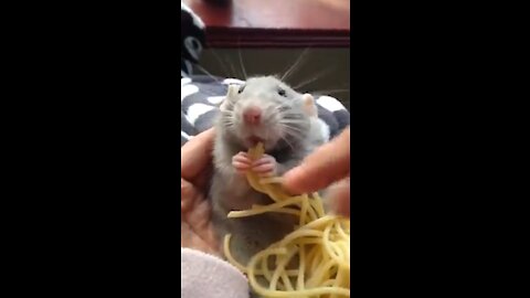 greedy mouse