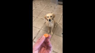Golden retriever puppy trying to catch a carrot.
