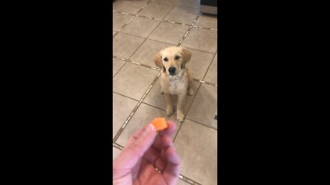 Golden retriever puppy trying to catch a carrot.