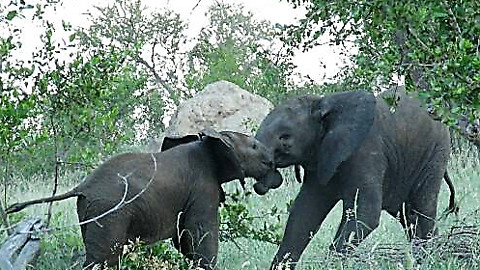 Tenacious baby elephant adamantly head-butts big brother