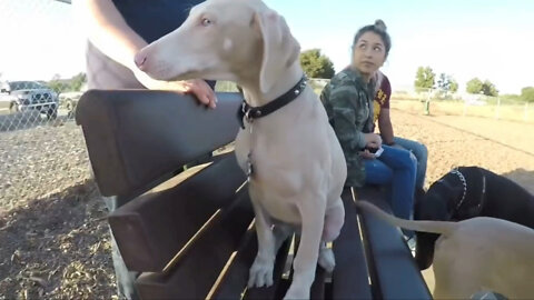 RARE: White Doberman Visits Dog Park