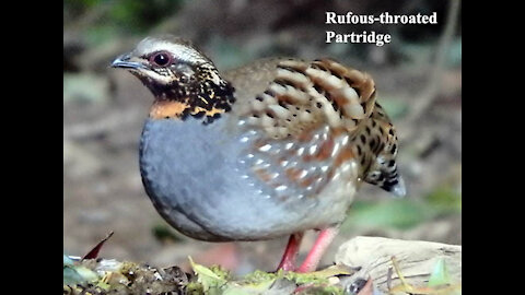 Rufous-throated Partridge bird video