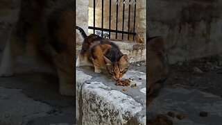 Feeding Calico Dubrovnik Street Cats - Dubrovnik Stray Cats