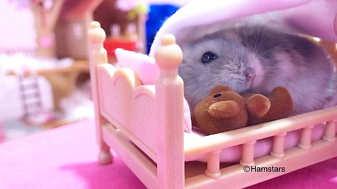 Hamster bedtime is the most precious thing you'll see today