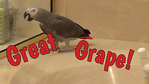 Articulate parrot hysterically repeats the words "great grape"
