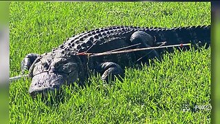 Alligator found tied up, stuck with arrows