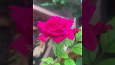 Little rose that I grew myself -still blooming #flower #rose #redrose