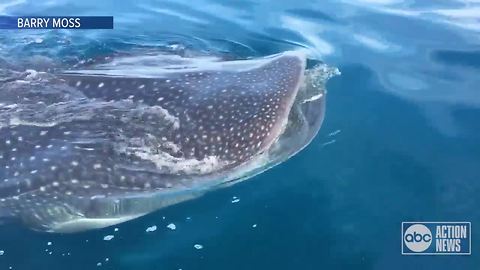 Captain spots whale shark near Anna Maria Island