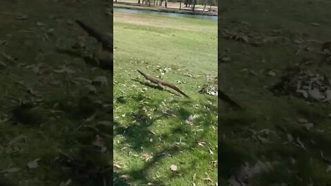 Golf course Goanna 🦖 #reptiles