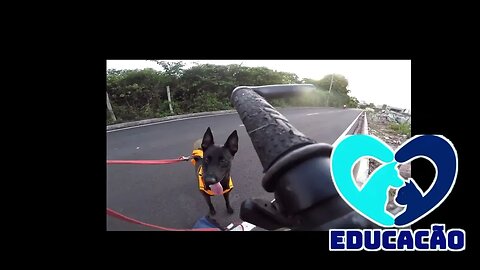 MOTO & CACHORRO, PODE SER UM GRANDE PROBLEMA !!! OU NÃO ....