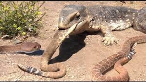 Hungry Lizard eats rattlesnake!