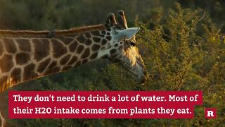 Giraffe Facts You Can't Live Without | Rare Animals