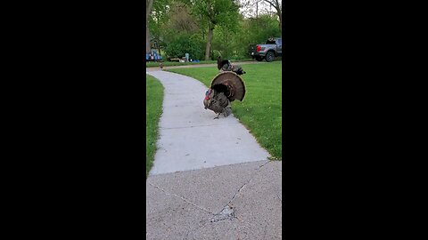 When Turkeys attack!