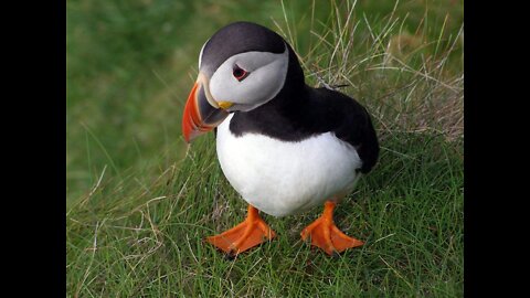 Visiting The Little Puffins Saltee Islands