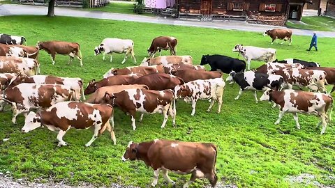 The Hidden Cruelty of Dairy Cow Mistreatment | cruelty farm