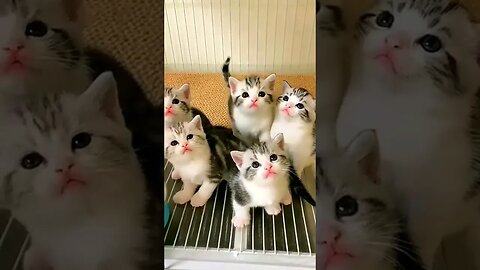 Baby kittens - Really nice, you love it.