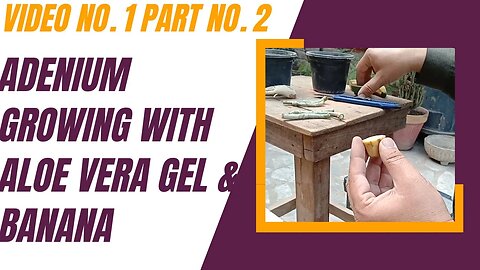 Video 1 Part No. 2 Propagating Adenium Obesum with Banana & Aloe Vera Gel