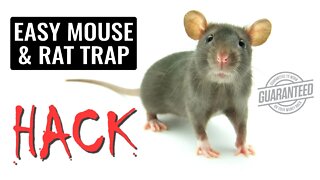 How To Hack A Mouse Or Rat Trap To Almost Guarantee Success