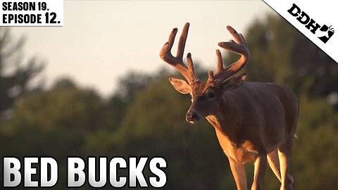 Bed Buck: Finding and Hunting Buck Bedding Areas | Deer & Deer Hunting TV